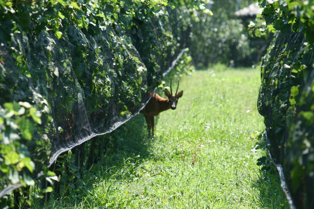 B&B Il Vigneto Melano Ngoại thất bức ảnh